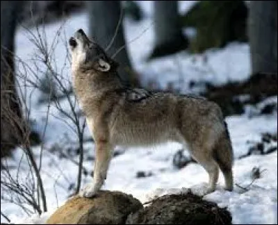 Complétez cette expression : "... avec les loups".