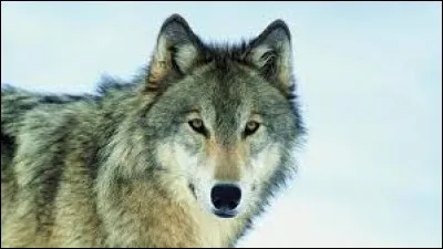 Complétez cette expression : "Quand on parle du loup, on en voit la...