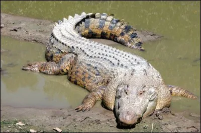 Le père d'Alexa est dompteur de crocodiles pour impressionner le public.