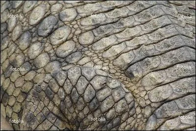 Quel est cet animal ?