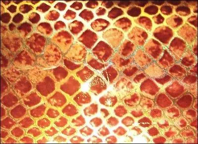 Quel est cet animal ?