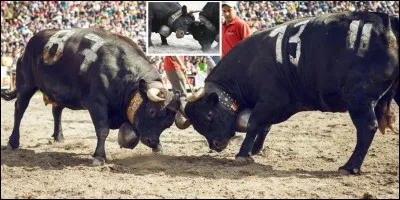 Oublions la lettre « Q » !
Lettre « R » comme « Reines » !
Dans la nature, on peut souvent voir des animaux combattre entre eux pour établir une hiérarchie, pour dominer ou pour éliminer un adversaire. Parfois, pour ne pas dire souvent, l'homme intervient !
Dans une partie des Alpes, qu'est-ce qu'un combat de reines ?
