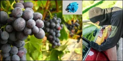 Lettre « B » comme « Bordeaux » !
Les vignerons de cette région mirent au point un produit communément appelé la « bouillie bordelaise » qu'ils répandent sur leurs vignes.
A l'origine, quel était le but premier de ce produit ?