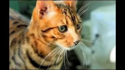 Comment est-il mort ? (Je parle de l'ancien chef, celui avant Étoile Balafrée.)