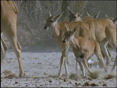Quel nom porte le petit cerf ayant entre 6 mois et un an ?