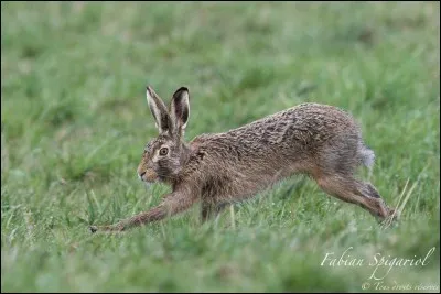 Quel est cet animal ?