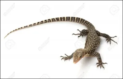 Quel est cet animal ?