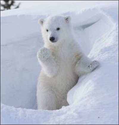 De quelle couleur est la peau de l'ours polaire ?