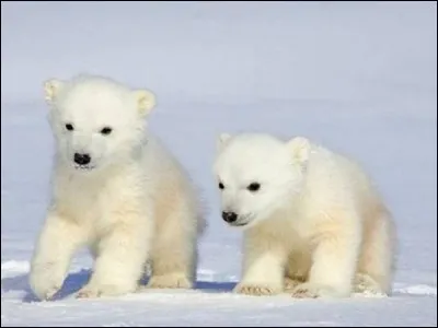 Quel est le nombre de petits par portée ?