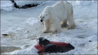 Quelle est la nourriture de l'ours polaire ?