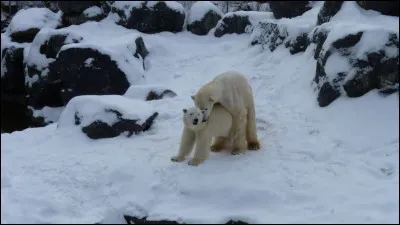 Quel est le poids d'un ours polaire adulte femelle et celui d'un mâle adulte ?