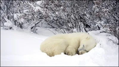 Combien de temps dure l'hibernation ?