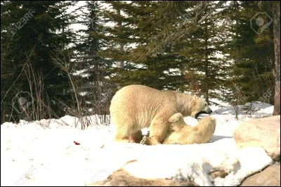 L'accouplement des ours polaires a lieu...