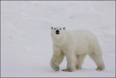 Quel est le nom scientifique ?