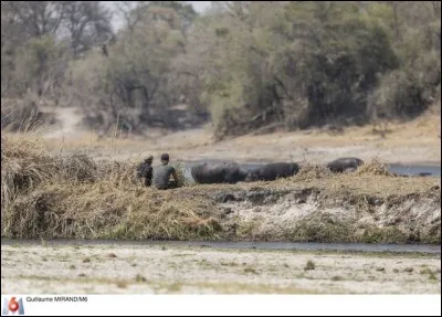 La femelle hippopotame accouche sous l'eau !