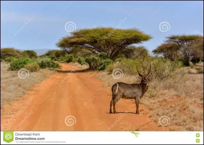 Les arbres communiquent entre eux !