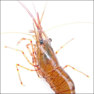 Il existe une variété de crevette qui vit dans des eaux dont la température peut dépasser 450 degrés !