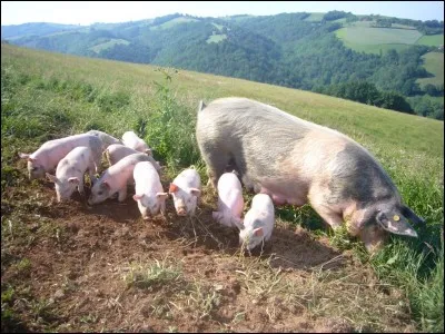 En 1976, le vaccin contre la grippe porcine a tué, ou rendu malades, plus de personnes qu'il n'en a sauvées !
