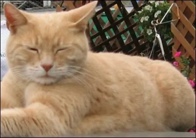 Quelle fonction occupait Stubbs, dans ce petit village d'Alaska nommé Talkeetna ?