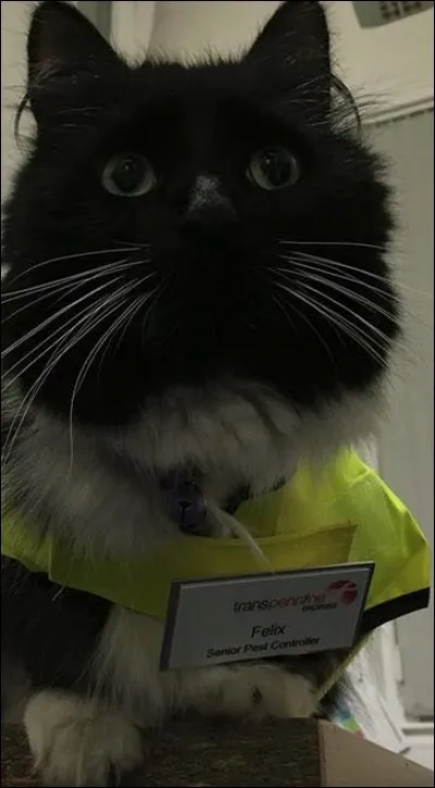 Felix, chat femelle, a été la star de la gare de Huddersfield, en Angleterre. Quelle en est la raison ?
