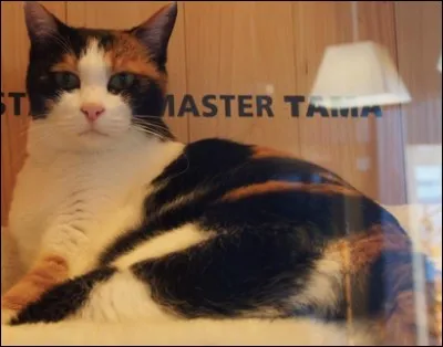 Cette autre chatte, écaille de tortue, a contribué à sauver de la faillite la gare de Kishi (Japon) en boostant la fréquentation de la gare. Comment ?