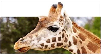 Quel est son animal préféré ?