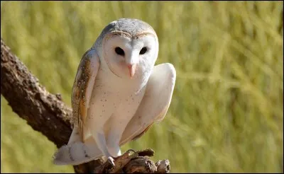 De quoi est recouvert cet animal ?