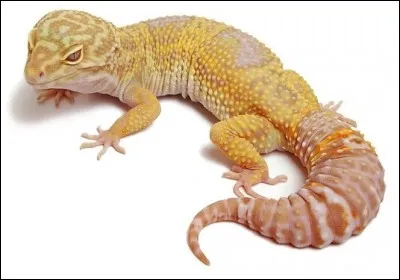 Dans quelle partie de son corps cet animal stocke-t-il toute sa graisse ?