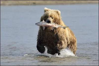 Que mange ce grizzly sur l'image ?