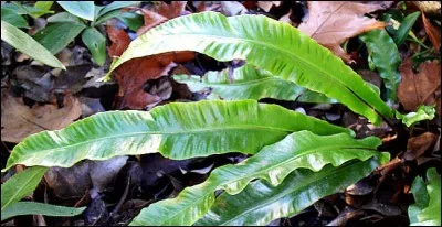 Belle plante surnommée langue de belle-mère.