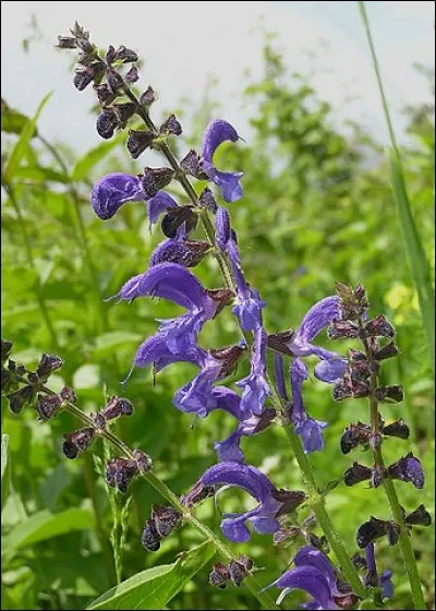 Mayas, Aztèques consommaient les graines de « chia », alors 3e source alimentaire végétale (après le maïs et de blé). De quelle plante s'agit-il ?
