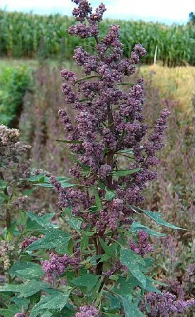 Pour ce qui est du quinoa, pourquoi les conquérants espagnols l'ont délaissé ?