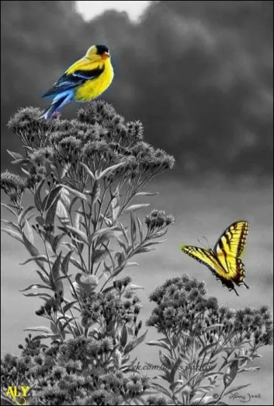 Qui chantait "C'est comme un soleil dans le gris du ciel" ?