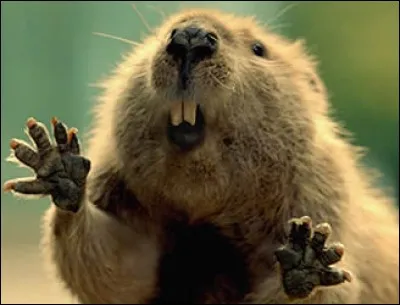 Combien comptez-vous de fautes dans cet extrait de Maurice Genevoix? "On dit qu'il y a encore des castors en France, dans quelques ilôts du Rhône. Mais se sont des bêtes de terriers que je n'ai personnellement jamais vus.