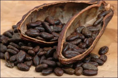 C'est le fruit du cacaoyer.