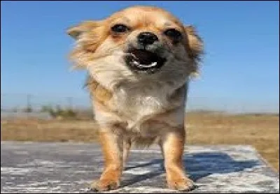 Je vous en prie, ne criez pas !