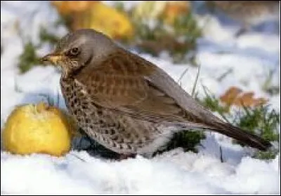 C'est une grosse grive.