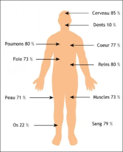 De combien de pourcents environ, notre corps est-il formé d'eau ?