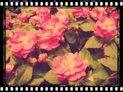 Où peut-on trouver ces fleurs qu'on appelle "impatiens" ?