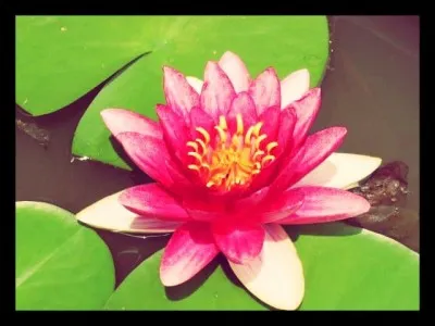 Qui a peint des nénuphars ?