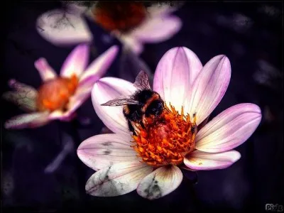 Pour 1 kg de miel, combien de fleurs les abeilles doivent-elles butiner ?