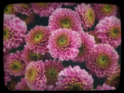 Durant quelle saison peut-on trouver des chrysanthèmes ?