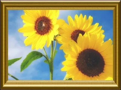 Les tournesols sont des fleurs qui ont besoin de soleil.