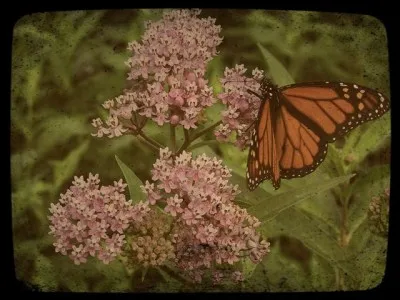 Quel papillon peut-on trouver sur des asclépiades ?