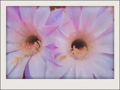 Comment écrit-on le nom donné à l'ensemble des pétales d'une fleur ?