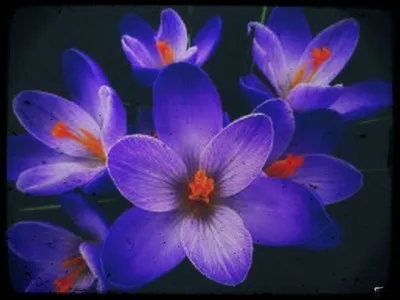 Pour 1 g de safran, combien faut-il de fleurs de crocus ?