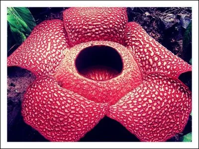 Le rafflesia est une fleur mais aussi...