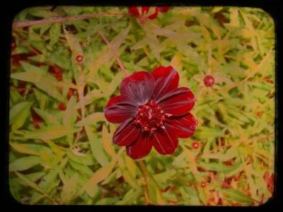 Comment appelle-t-on également le cosmos atrosanguineus ?