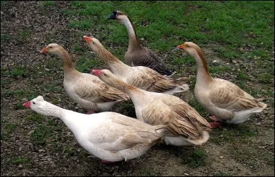 Dans quels pays d'Europe le gavage d'oies et de canards est-il interdit ?