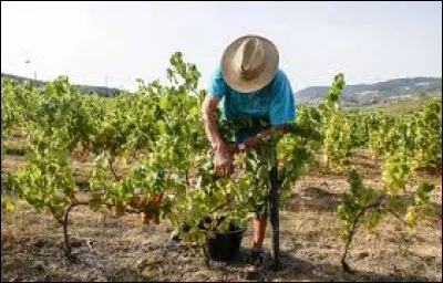 Connaissez-vous le Beaujolais, où est-il situé ?